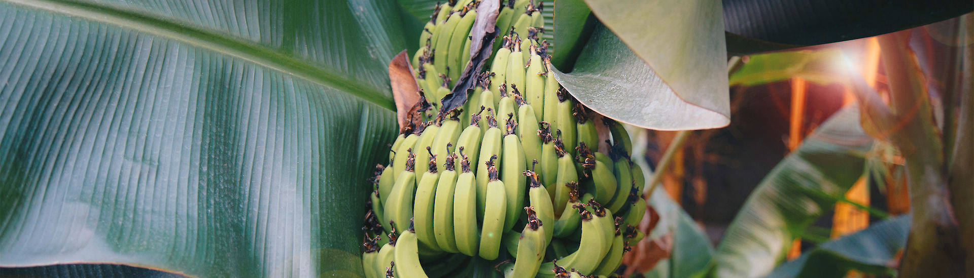 Gewinnung von Bananen- und Kochbananenfasern